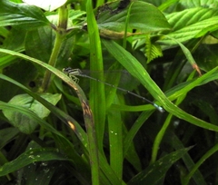Aciagrion occidentale