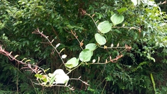 Smilax