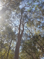 Eucalyptus seeana