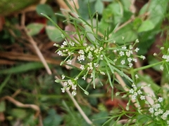 Cyclospermum leptophyllum