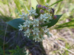 Asclepias ovalifolia