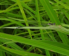 Aciagrion occidentale