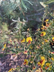 Bossiaea obcordata
