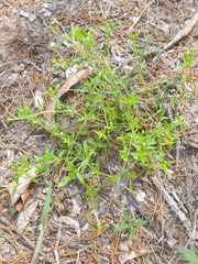 Mitrasacme polymorpha