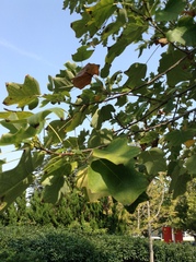 Xylella