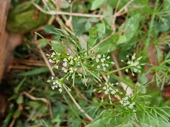 Cyclospermum leptophyllum