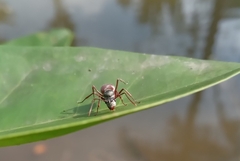 Polyrhachis bicolor
