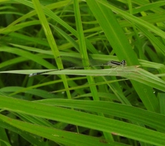 Aciagrion occidentale