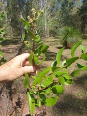 Persoonia cornifolia