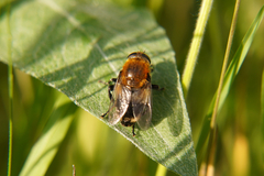 Eristalinae