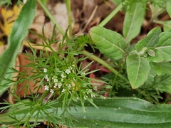 Cyclospermum leptophyllum