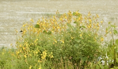 Crotalaria quinquefolia