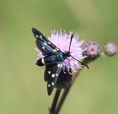 Zygaena ephialtes