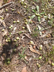 Persoonia cornifolia