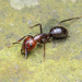 Camponotus jianghuaensis - Photo (c) 57Andrew, vissa rättigheter förbehållna (CC BY-NC-ND), uppladdad av 57Andrew