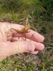 Cyperus polystachyos