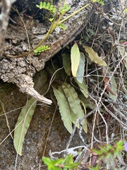 Elaphoglossum paleaceum