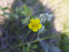 Potentilla effusa
