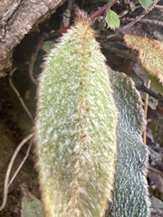Elaphoglossum paleaceum
