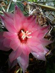 Coryphantha elephantidens