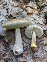 Leccinellum griseum