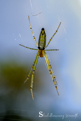 Leucauge decorata