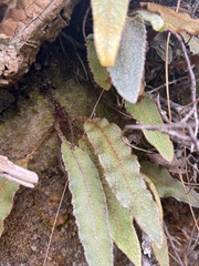 Elaphoglossum paleaceum