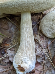 Leccinellum griseum