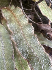 Elaphoglossum paleaceum