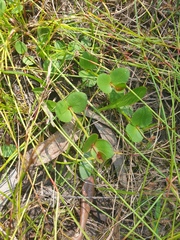 Gonocarpus micranthus