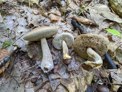 Leccinellum griseum