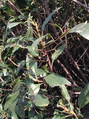Photinia serratifolia