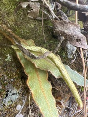 Elaphoglossum paleaceum