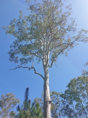 Angophora leiocarpa