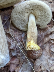 Leccinellum griseum