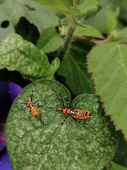 Zelus longipes