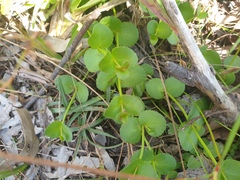 Gonocarpus micranthus