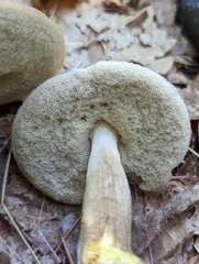 Leccinellum griseum