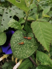 Zelus longipes