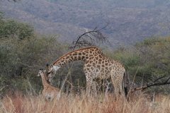 Giraffa camelopardalis giraffa