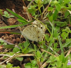 Junonia orithya