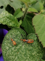 Zelus longipes