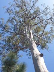 Angophora leiocarpa