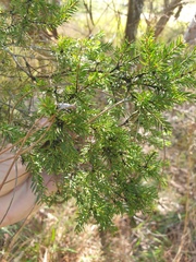 Melaleuca sieberi