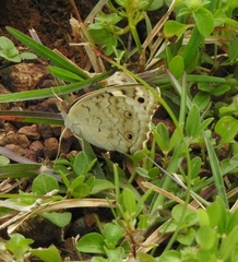 Junonia orithya