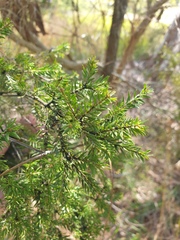 Melaleuca sieberi