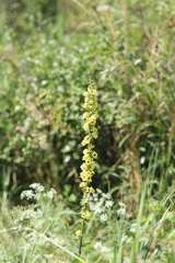 Verbascum
