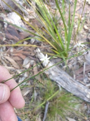 Caesia parviflora parviflora