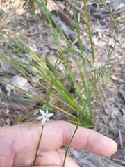 Caesia parviflora parviflora