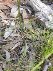 Caesia parviflora parviflora